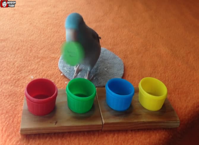 Video :Charlie, the parrotlet with color recognition skills